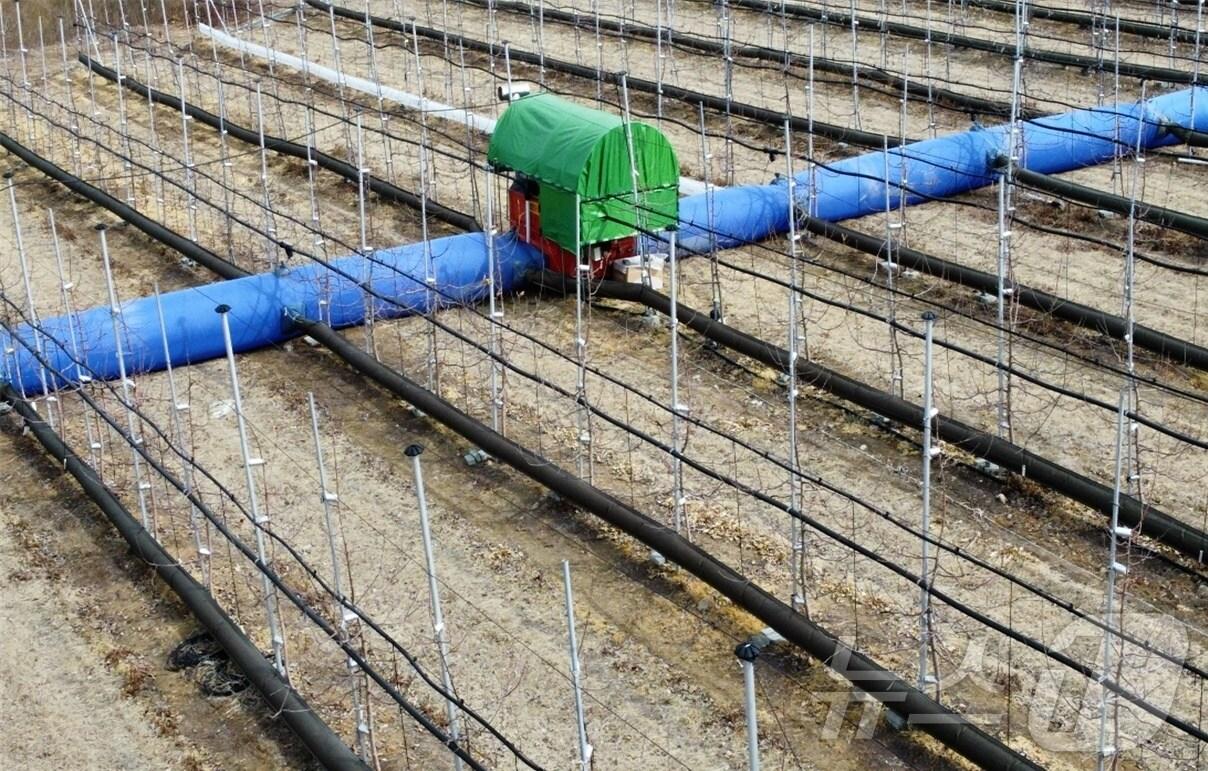 본문 이미지 -  사과원_통로형온풍법&#40;농진청 제공&#41;