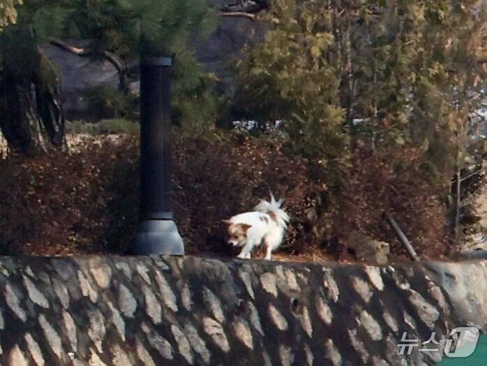 본문 이미지 - 공수처와 경찰의 윤석열 대통령 2차 체포영장 집행 시도가 임박한 가운데 14일 서울 용산구 한남동 대통령 관저 정원 밖에서 반려견이 이동하고 있다. 2025.1.14/뉴스1 ⓒ News1 황기선 기자