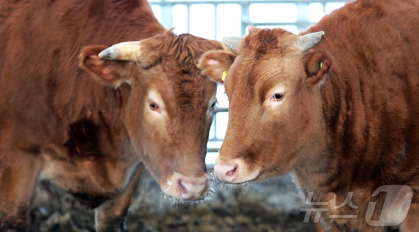 본문 이미지 - (사진은 기사 내용과 무관함) / 뉴스1 ⓒ News1