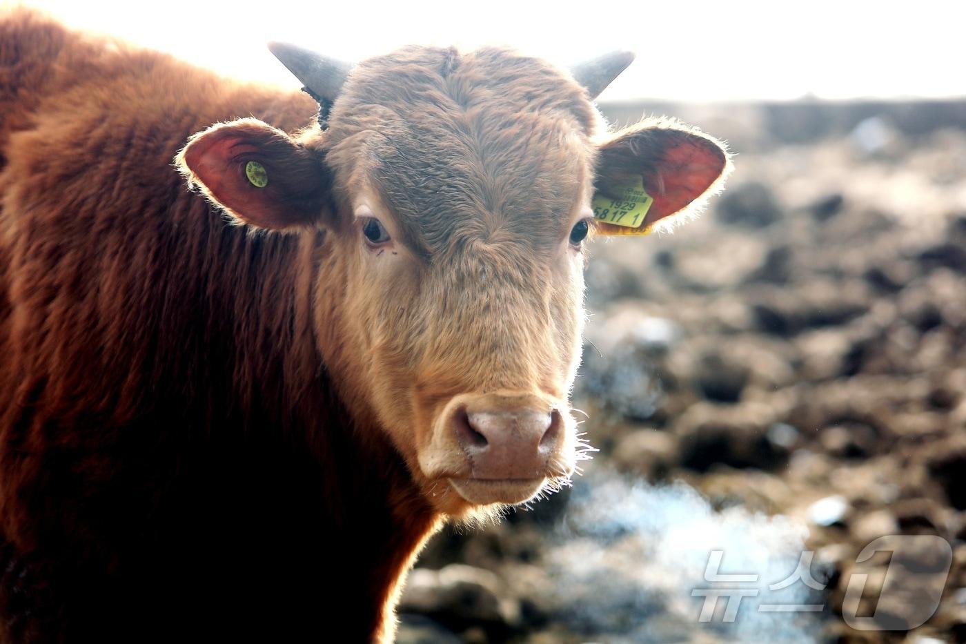 강원 인제군 인제읍 덕산리의 한 우사에서 소가 입김을 내뿜고 있다.&#40;인제군 제공&#41; 2025.1.14/뉴스1 