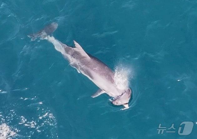 본문 이미지 - 지난 14일 제주 대정읍 해상에서 포착된 남방큰돌고래가 주둥이에 죽은 새끼를 걸치고 유영하고 있다.(다큐제주 제공)