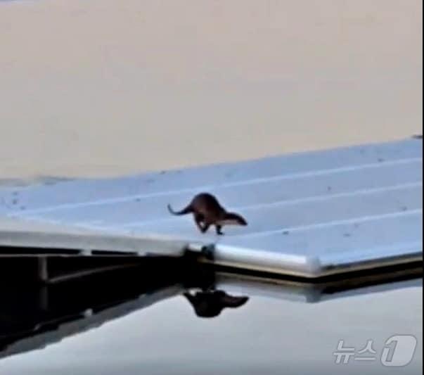 본문 이미지 - 15일 충북 충주시가 수달과 함께 살아가는 생태도시를 조성한다고 밝혔다. 사진은 탄금호 수달.(충주시 제공)/뉴스1 