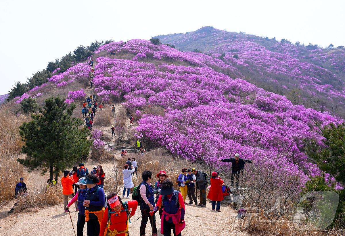 본문 이미지 - 지난해 진달래 군락지 영취산 전경. 뉴스1