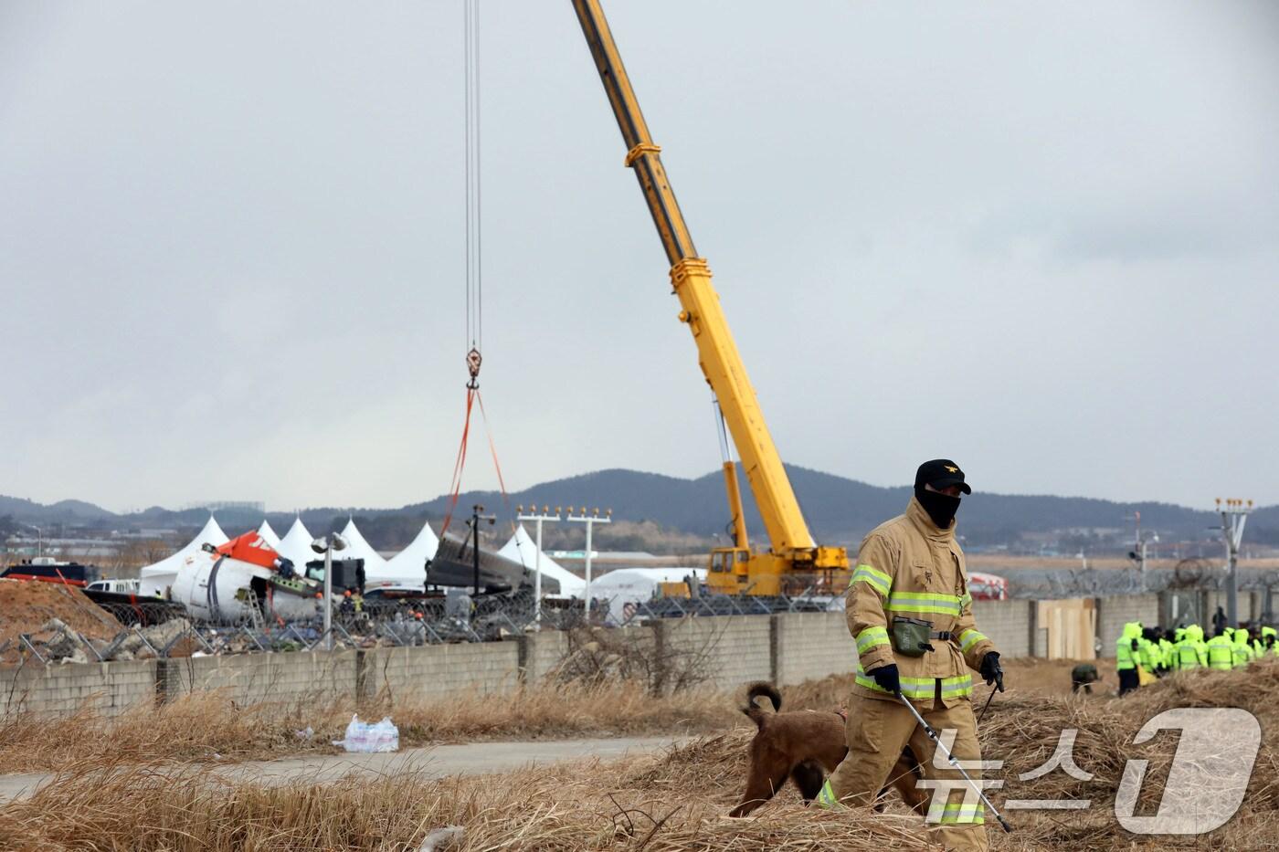 전남 무안국제공항 참사 현장에서 항공·철도사고 조사위원회 관계자들이 기체 잔해를 수습하는 가운데 소방관이 수색견과 인근을 둘러보고 있다. 2025.1.15/뉴스1 ⓒ News1 박지현 기자