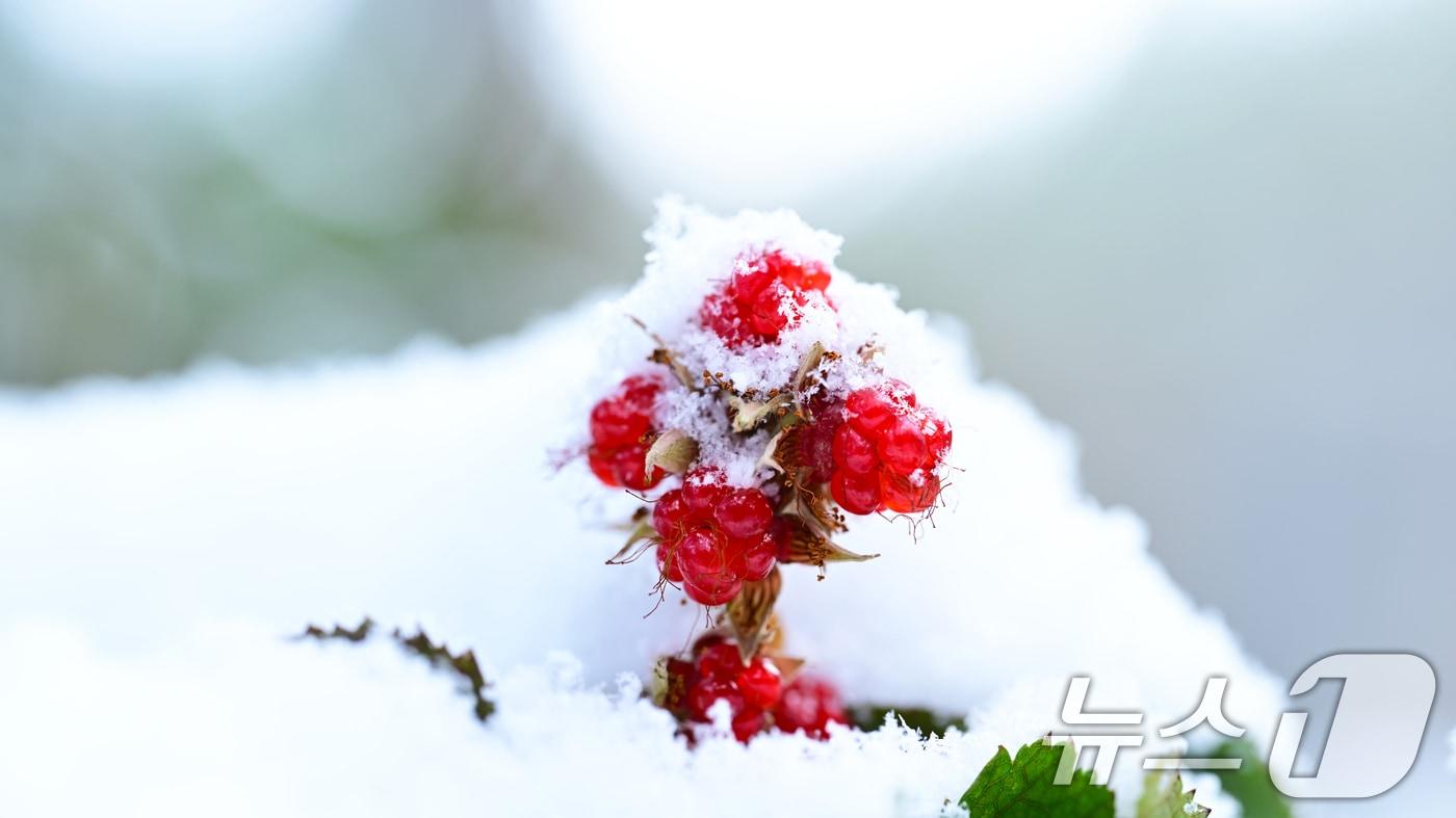 15일 오전 제주 서귀포시 남원읍 난대아열대산림연구소 시험림에서 익어가는 겨울딸기 위로 눈이 소복이 쌓여있다.(난대아열대산림연구소 제공) 2025.1.15/뉴스1