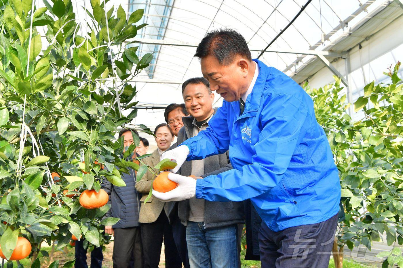 레드향 수확하는 김한종 전남 장성군수(장성군 제공)./뉴스1
