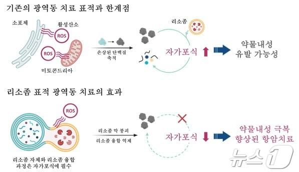 본문 이미지 - 개발된 리소좀 표적 광감각제 기반 치료의 차별점. (UNIST 제공)