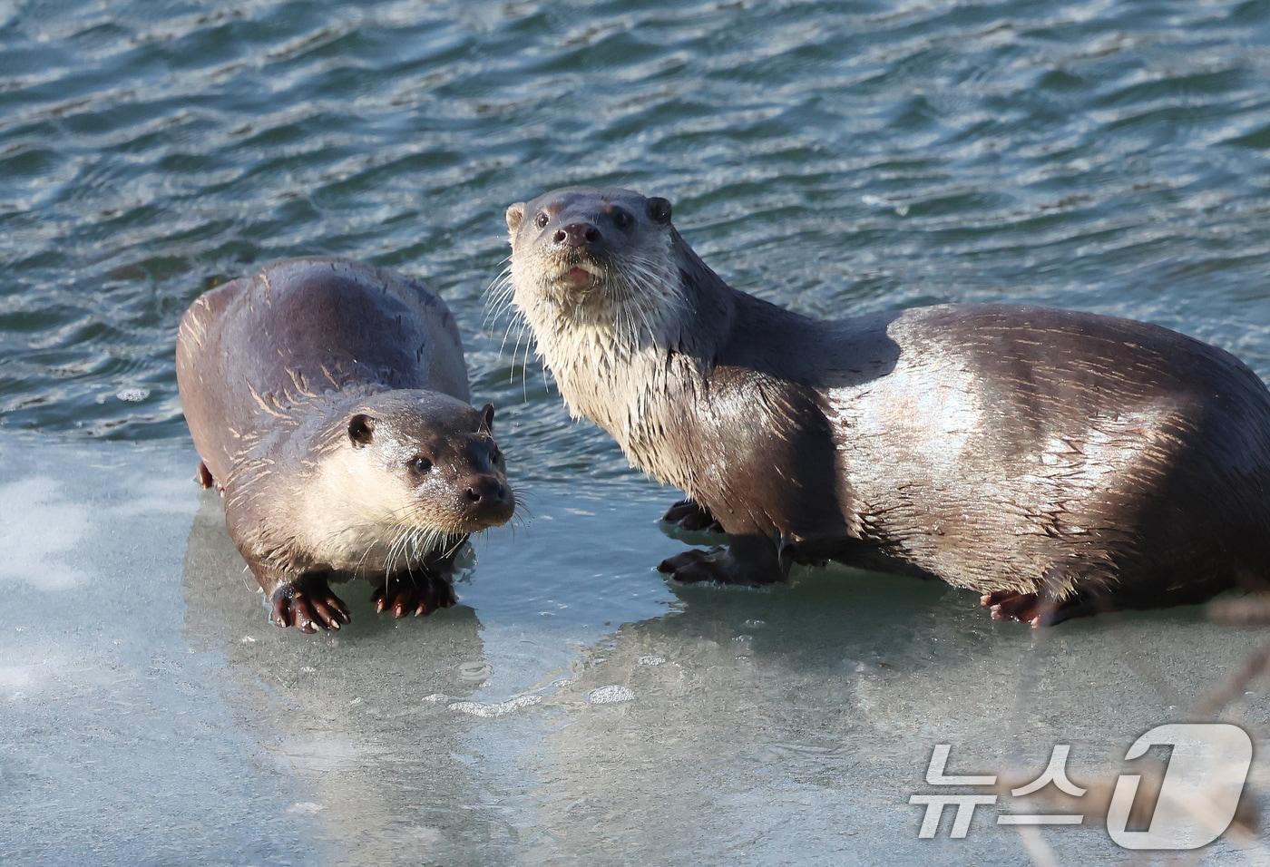 16일 경남 함양군 함양읍 위천수에서 수달(천연기념물 330호)이 꽁꽁 언 얼음 위에서 휴식을 취하고 있다. (함양군 김용만 제공) 2025.1.16/뉴스1