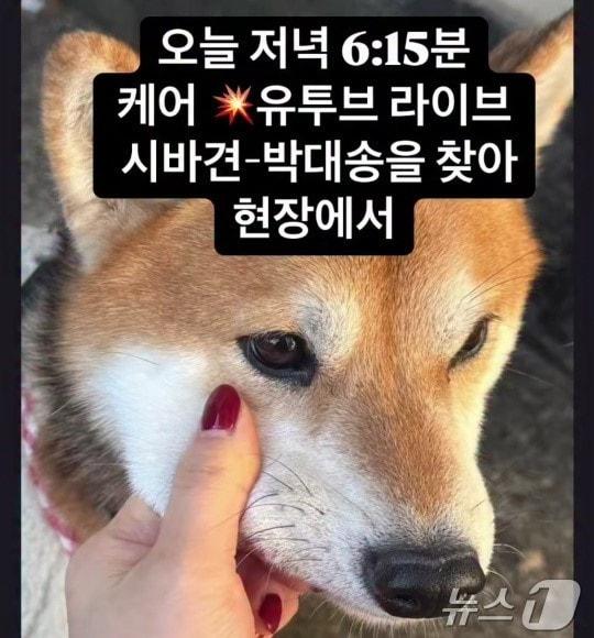 본문 이미지 - 동물보호단체 &#39;케어&#39;는 16일 학대 정황이 있는 개와 견주로부터 분리조치를 해야 한다고 밝혔다.&#40;동물보호단체 케어 갈무리&#41;