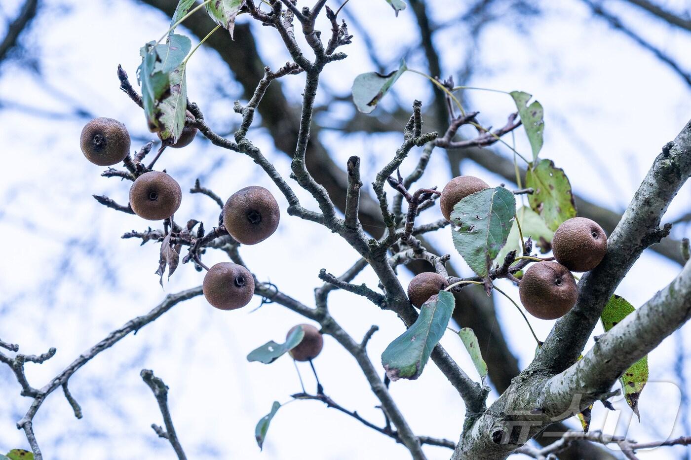 배의 재래원종 ‘산돌배’&#40;한국수목원정원관리원 제공&#41; /뉴스1