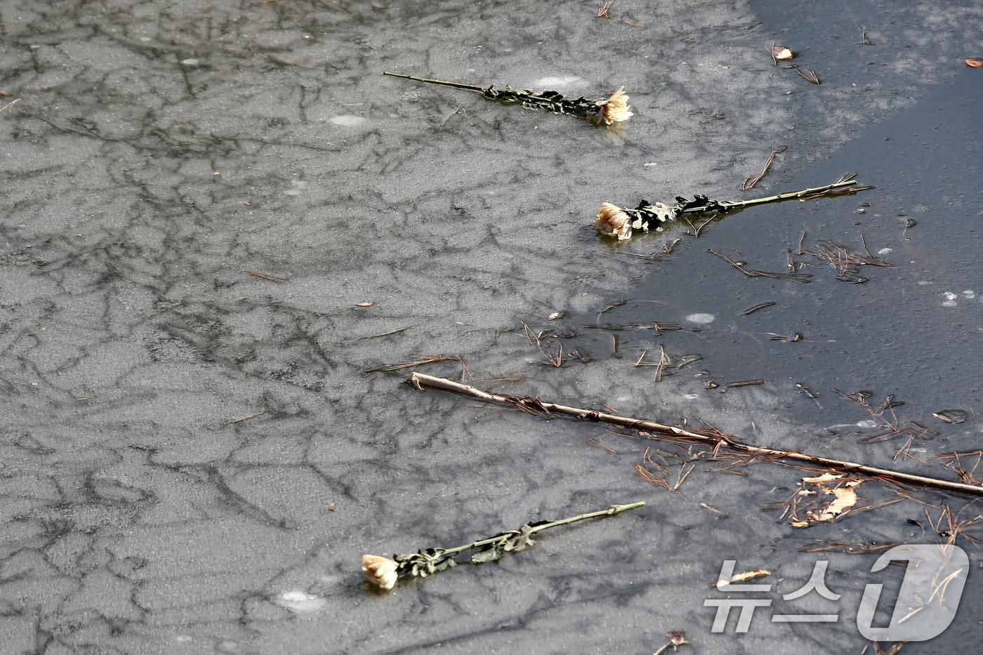 박 군이 친구들을 구하려다 숨진 대구 달성군 다사읍 서재리 한 저수지에 국화가 놓여 있다. 2025.1.16/뉴스1 ⓒ News1 공정식 기자
