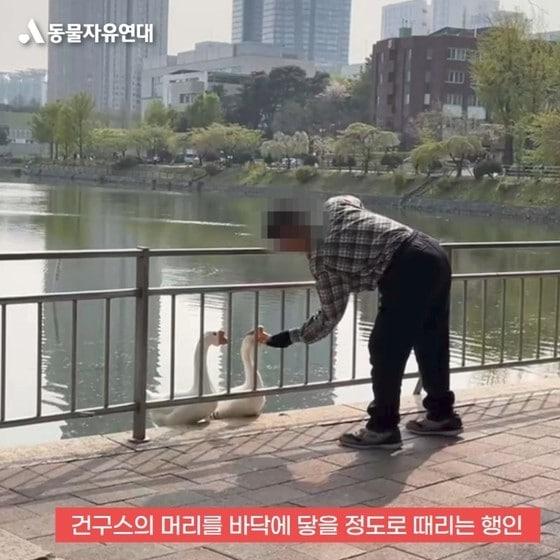 본문 이미지 - (동물자유연대 블로그 갈무리)