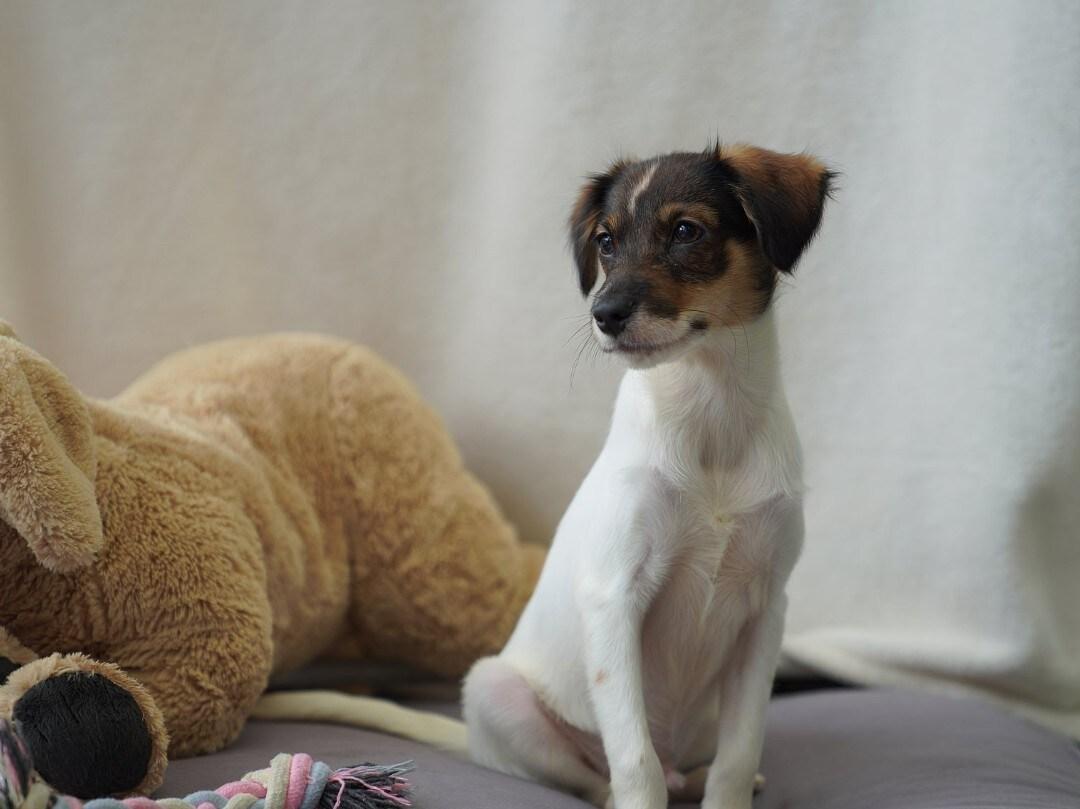 본문 이미지 - 서울동물복지지원센터 동대문에서 보호 중인 베리(서울동물복지지원센터 제공) ⓒ 뉴스1