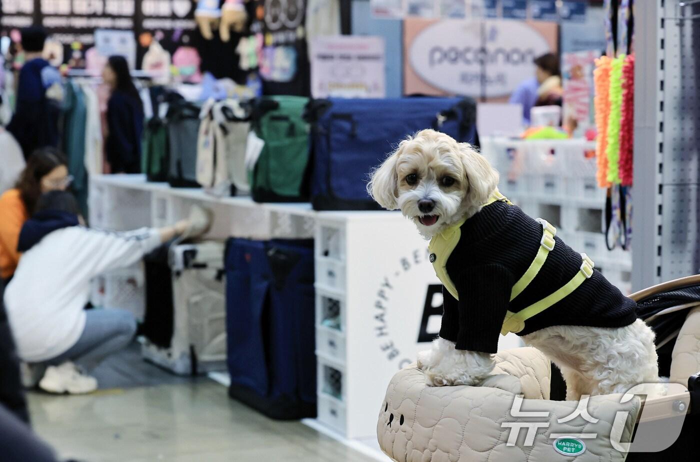 본문 이미지 - ⓒ News1 박정호 기자