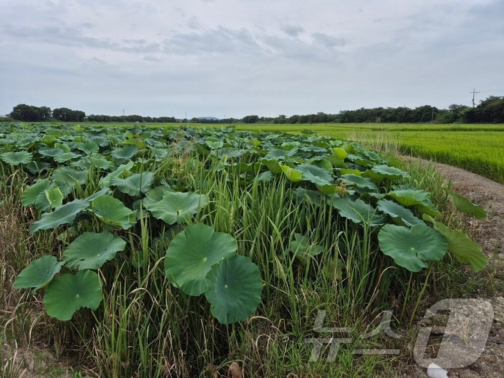 본문 이미지 - 김제시가 벽골제 생태농경원 내 둠벙을 생태습지를 조성한다.&#40;김제시 제공&#41; 2025.1.19/뉴스1