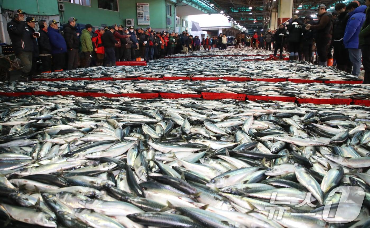 부산 서구 부산공동어시장에서 중도매인들이 수산물 경매를 진행하고 있다. 2025.1.2/뉴스1 ⓒ News1 윤일지 기자