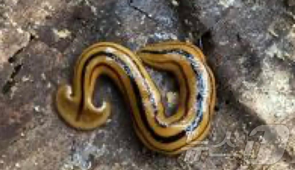 본문 이미지 - 경남 창원에서 발견한 70㎜ 길이의 습지플라나리아. 처음 발견된 '신종'이라 아직 이름이 없는 상태다. (환경부 제공) ⓒ 뉴스1