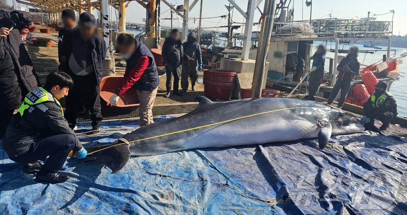 2일 오전 11시27분쯤 경북 포항시 남구 구룡포 동방 6㎞ 해상에서 조업하던 통발어선 그물에 걸려 죽인 밍크고래.(포항해양경찰서 제공) 2025.1.2/뉴스1 