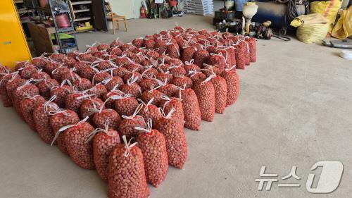 본문 이미지 - 단양마늘 우량종구/뉴스1 