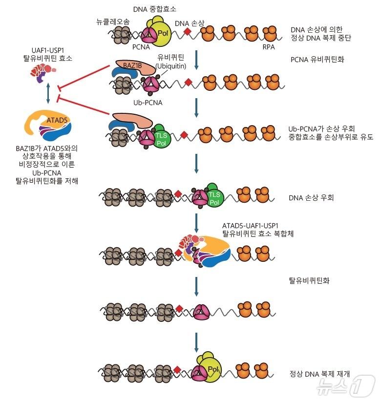 본문 이미지 - BAZ1B와 ATAD5 단백질에 의한 Ub-PCNA 탈유비퀴틴화 조절. (기초과학연 제공)/뉴스1
