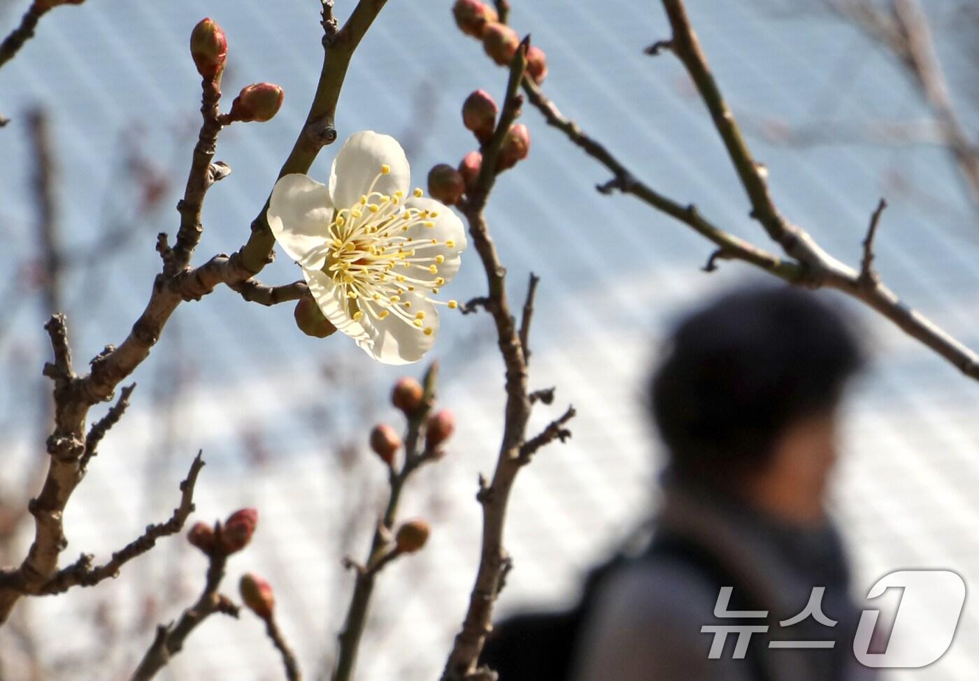 부산 동래구 복천동 한 매화나무에 매화꽃이 꽃망울을 터뜨리고 있다. 2025.1.20/뉴스1 ⓒ News1 윤일지 기자