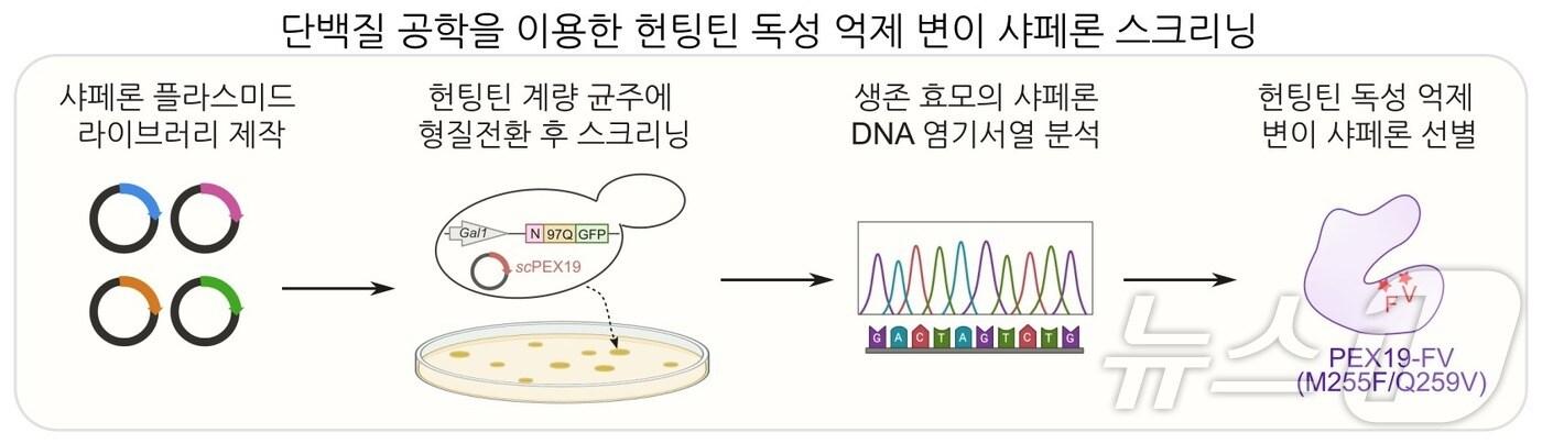 단백질 공학을 이용한 헌팅틴 독성 억제 변이 샤페론 스크리닝. (기초연 제공)/뉴스1