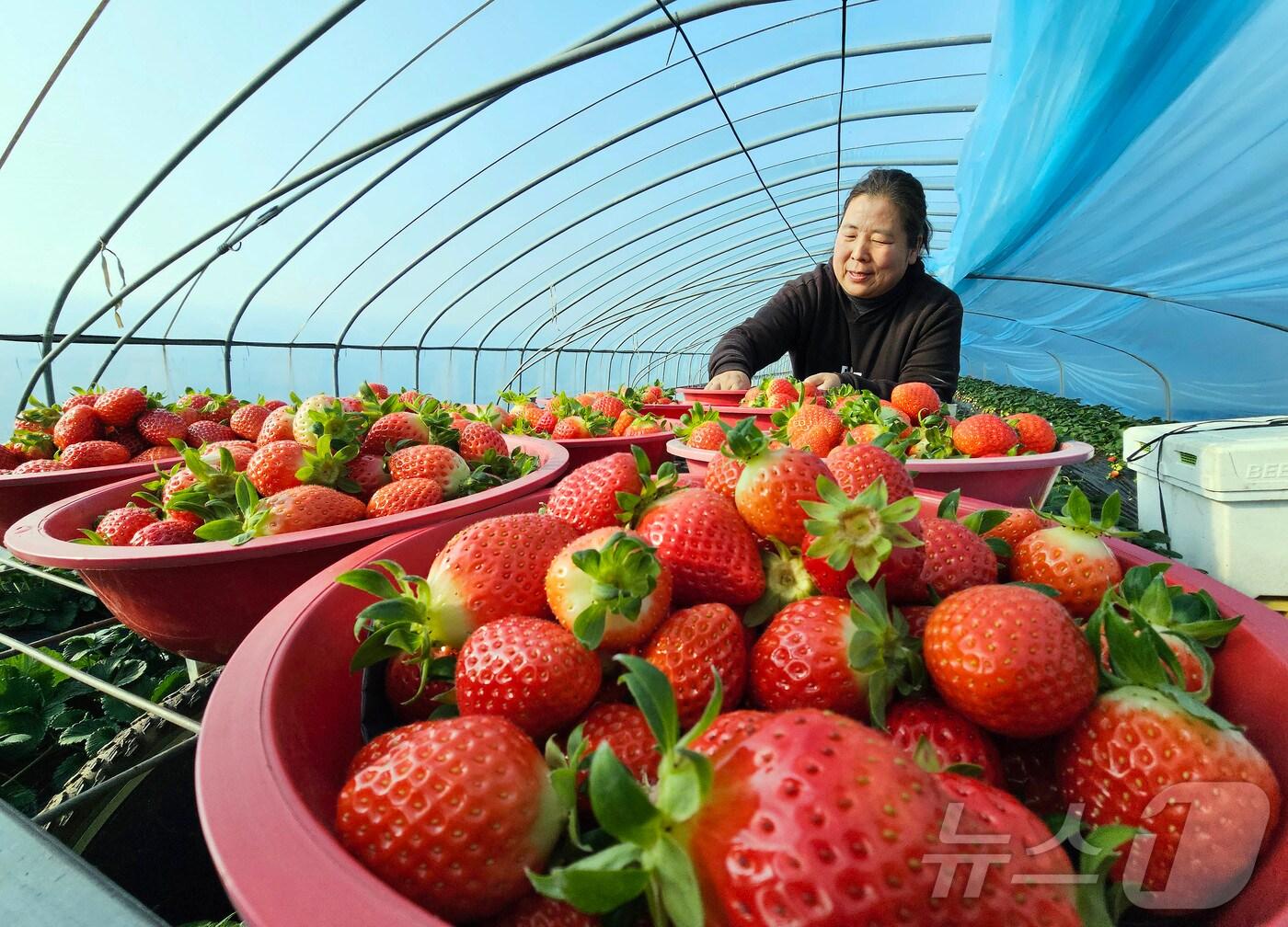 본문 이미지 - 광주 북구 대표 특산품 지산딸기를 수확하고 있다.(광주 북구 제공)2025.1.21/뉴스1 ⓒ News1