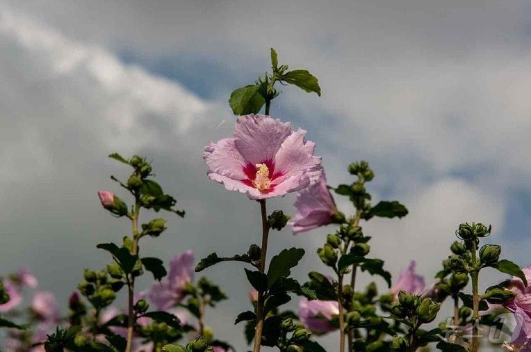 본문 이미지 - 무궁화 소양 (산림청 국립산림과학원 제공)/뉴스1