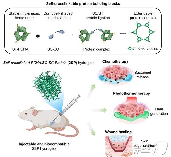 본문 이미지 - 자가 가교형 단백질 하이드로젤의 생성 원리 및 국소 치료 증진효과 모식도. (UNIST 제공)