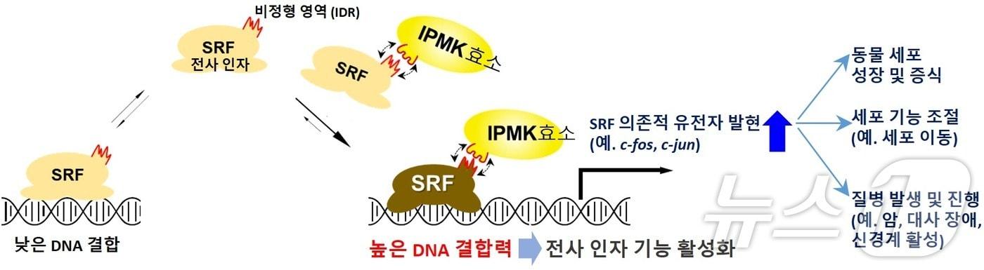 연구 모식도.(KAIST 제공)/뉴스1