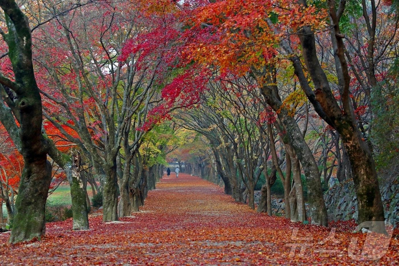  내장산국립공원 단풍나무&#40;정읍시 제공&#41;2025.1.22/뉴스1