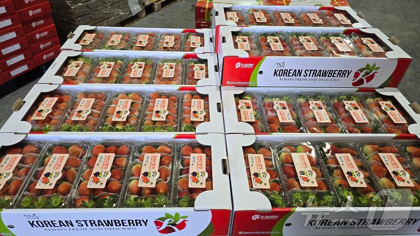 수출용으로 포장된 진주 딸기&#40;경남도 제공&#41;