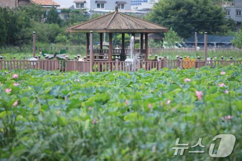 본문 이미지 -  장암동 연꽃방죽&#40;청주시 제공&#41;.2025.1.23/뉴스1