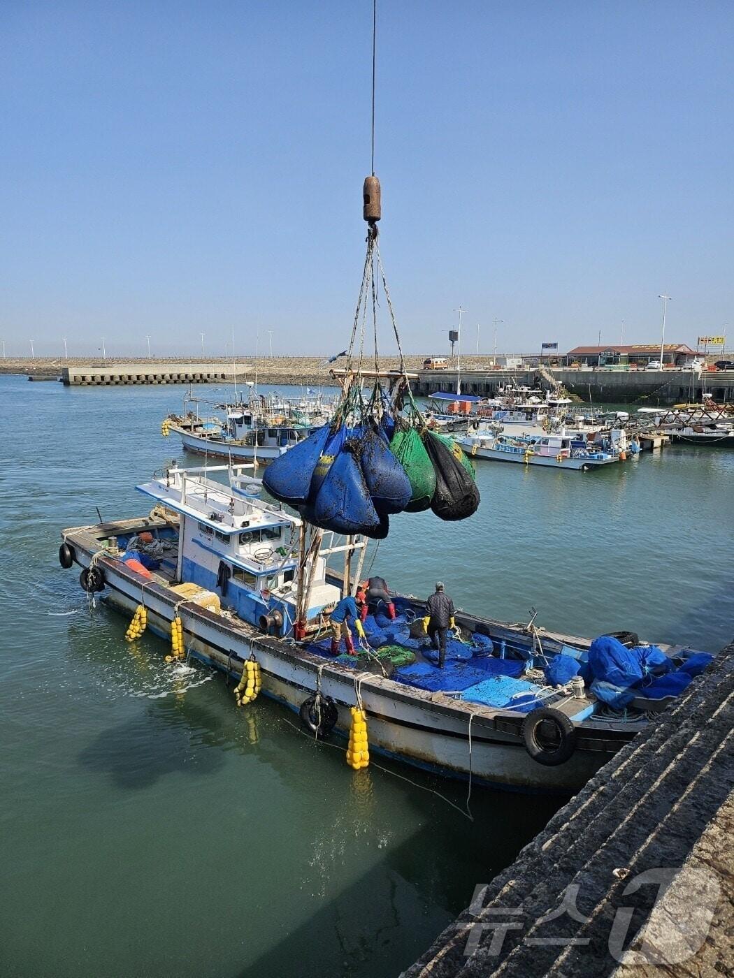 본문 이미지 - 전북 군산시 비응도동에서 물김 위판을 위한 작업이 이뤄지고 있다.(군산수협 제공) 2025.1.26/뉴스1