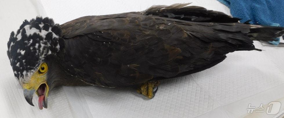 본문 이미지 - 지난해 부산 야생동물치료센터에 입원될 당시 관수리의 모습.(부산시 제공)