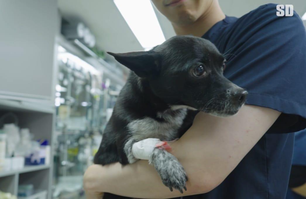 본문 이미지 - 전립성 종양으로 SD동물의료센터에서 중재적 시술(인터벤션)을 받은 15살 강아지 (동물병원 유튜브) ⓒ 뉴스1