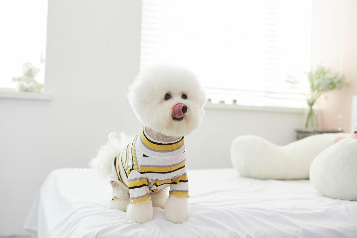 본문 이미지 - 강아지는 노령화 등 퇴행성 변화로 전방십자인대가 서서히 약해지다 사소한 충격으로도 끊어질 수 있다. (사진 이미지투데이) ⓒ 뉴스1