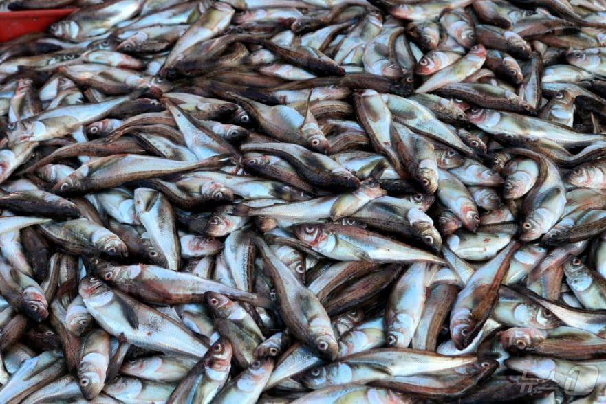 본문 이미지 - 도루묵(사진출처:해양수산과학기술진흥원)