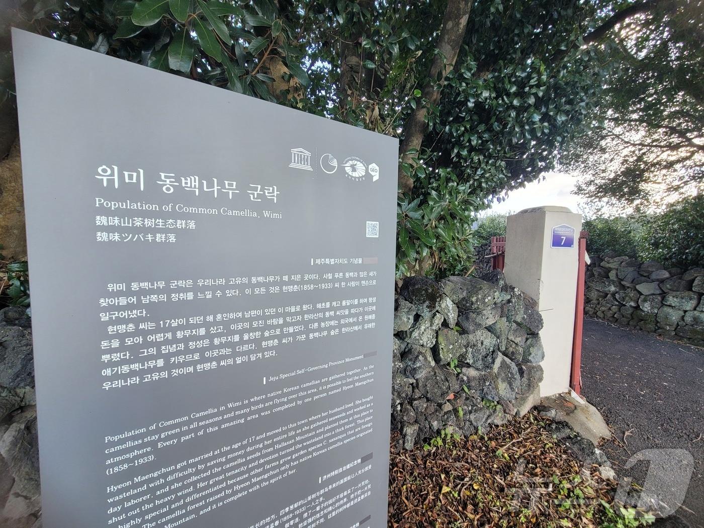 본문 이미지 - 제주시 남원읍 위미리에 위치한 제주특별자치도 기념물 위미 동백나무 군락.