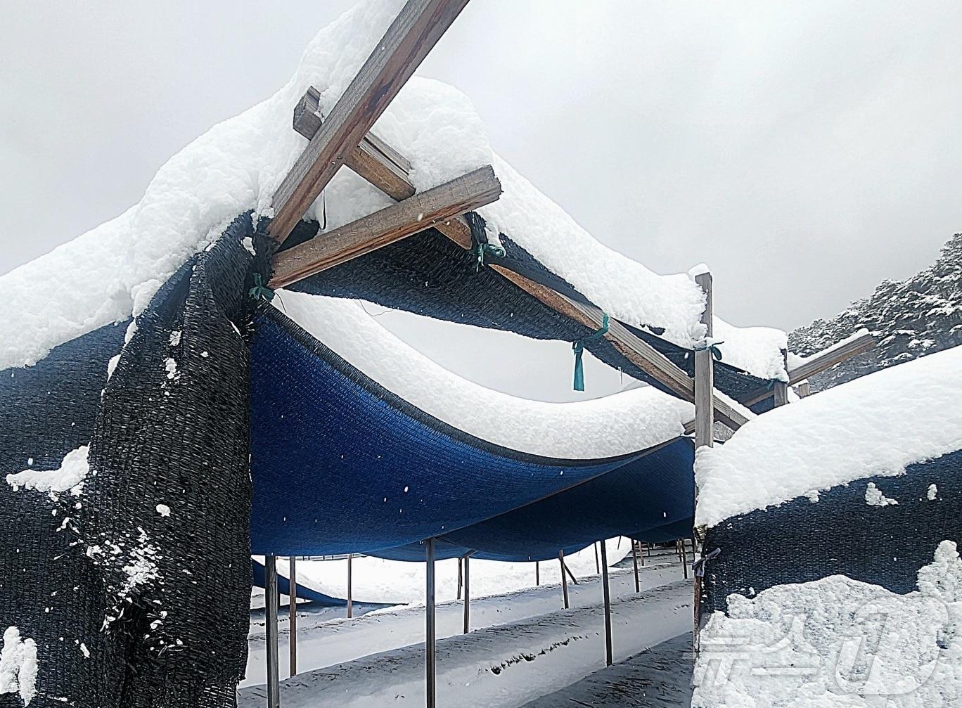 본문 이미지 - 충남 금산군의 한 인삼밭에 설치된 가림막이 눈 무게를 이기지 못하고 휘어져 있다. /뉴스1 ⓒ News1 이시우 기자