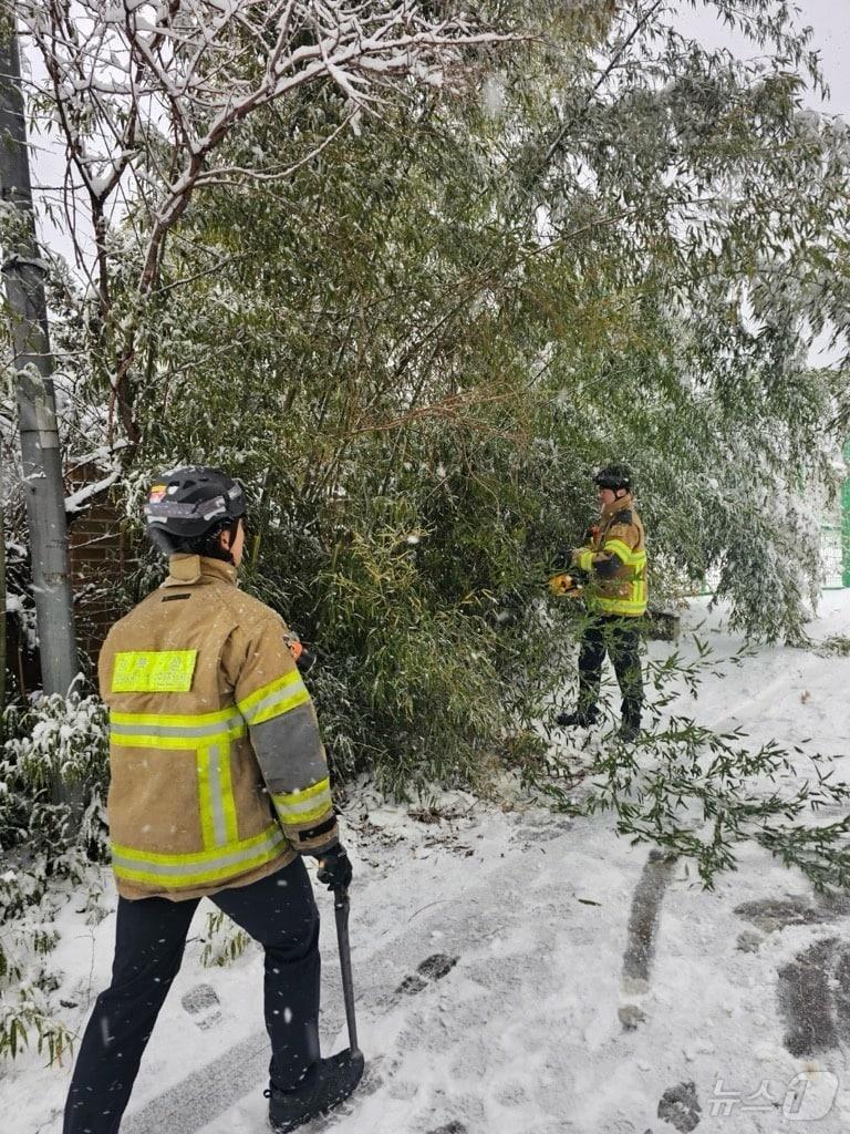 본문 이미지 - 경북 구미와 상주와 영주, 북동 산지에 내려졌던 대설경보가 28일 헤제됐다. 이날 상주시 화동면에 16.1㎝의 눈이 내려 도로 옆 나무가 쓰러져 소방당국이 안전조치를 하고 있다. (경북소방본부 제공)