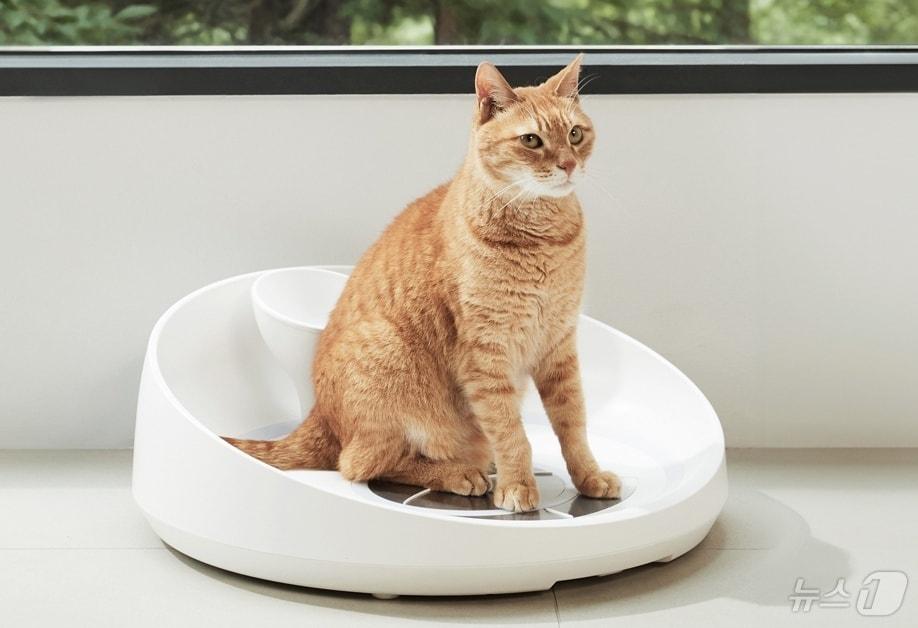 본문 이미지 - 체성분 측정 중인 고양이(리틀캣 제공) ⓒ 뉴스1