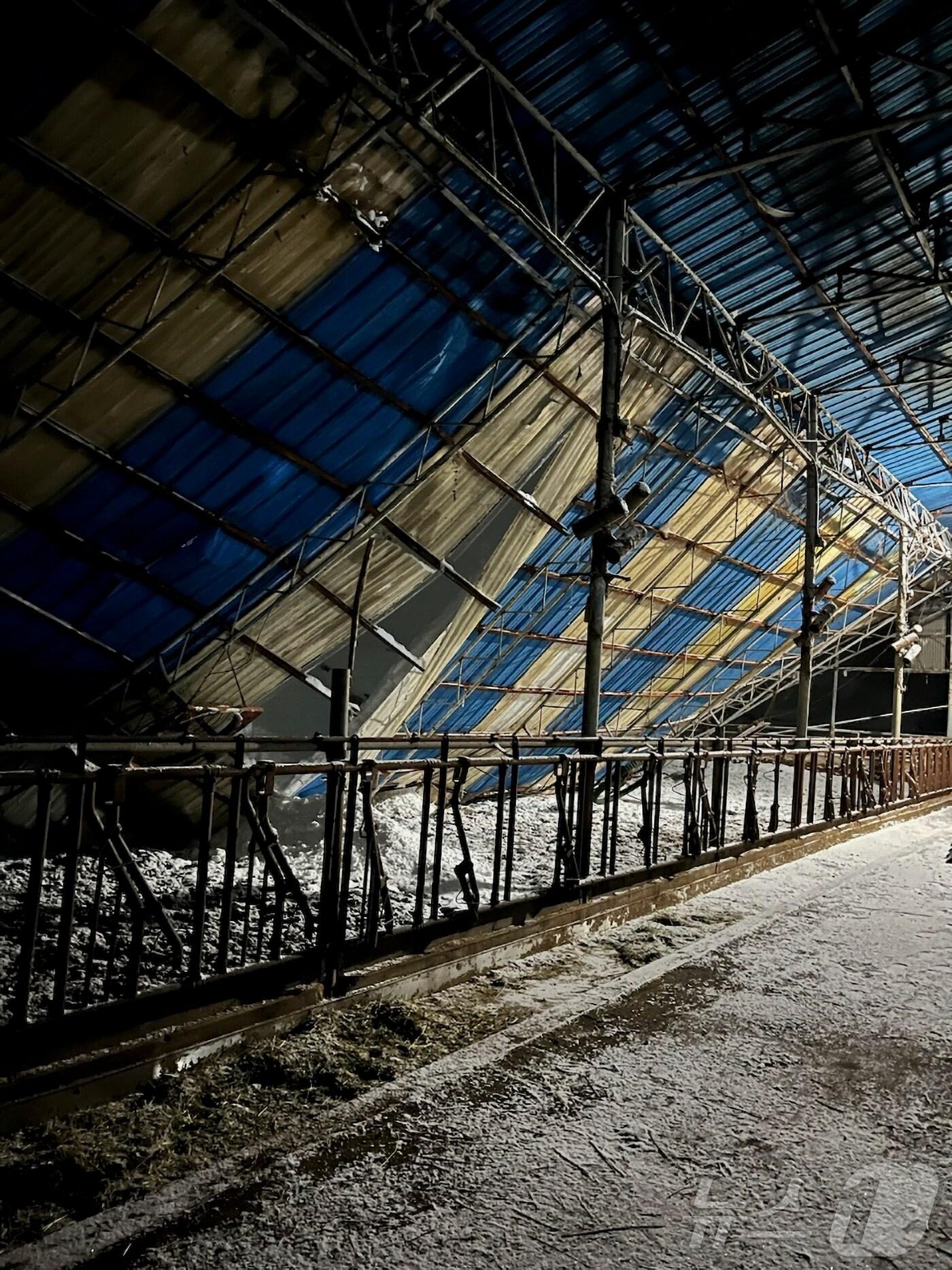본문 이미지 - 전북자치도 임실군의 한 축사가 눈의 무게를 못이겨 붕괴됐다.(전북도제공)2025.1.29/뉴스1