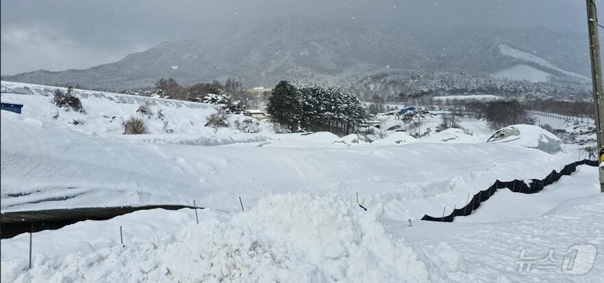 본문 이미지 - 설 연휴 내린 폭설로 붕괴된 전북자치도 진안군 백운면 소재 한 오리 축사 모습.(전북자치도 제공)/뉴스1