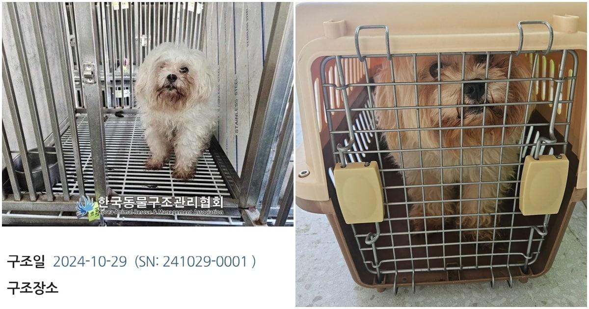 본문 이미지 - 구조 당시 루루의 모습&#40;동물과 함께 행복한 세상 제공&#41;ⓒ 뉴스1