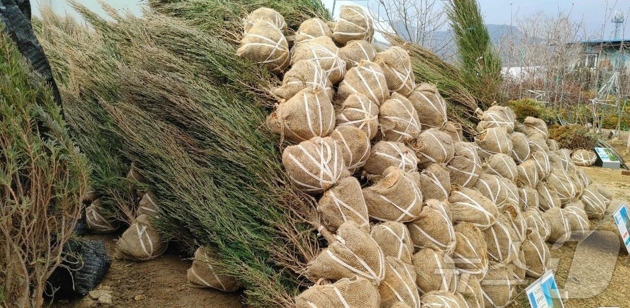 본문 이미지 - 옥천군 이원면 묘목시장 /뉴스1 