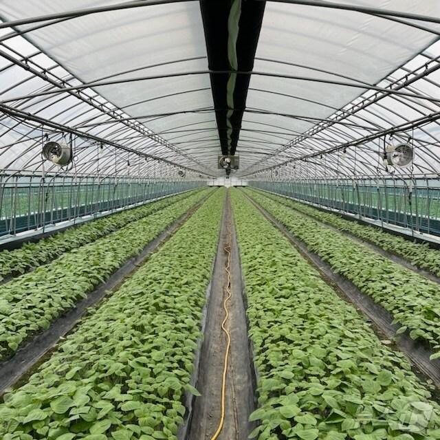 본문 이미지 - 금산 깻잎 재배시설 (금산군 제공) / 뉴스 1  