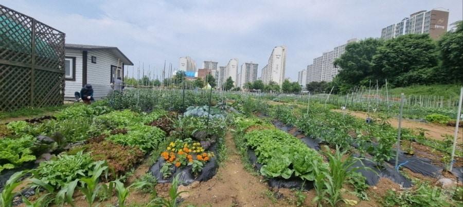 본문 이미지 - 파주시 금촌동 시민주말농장. (파주시 제공)