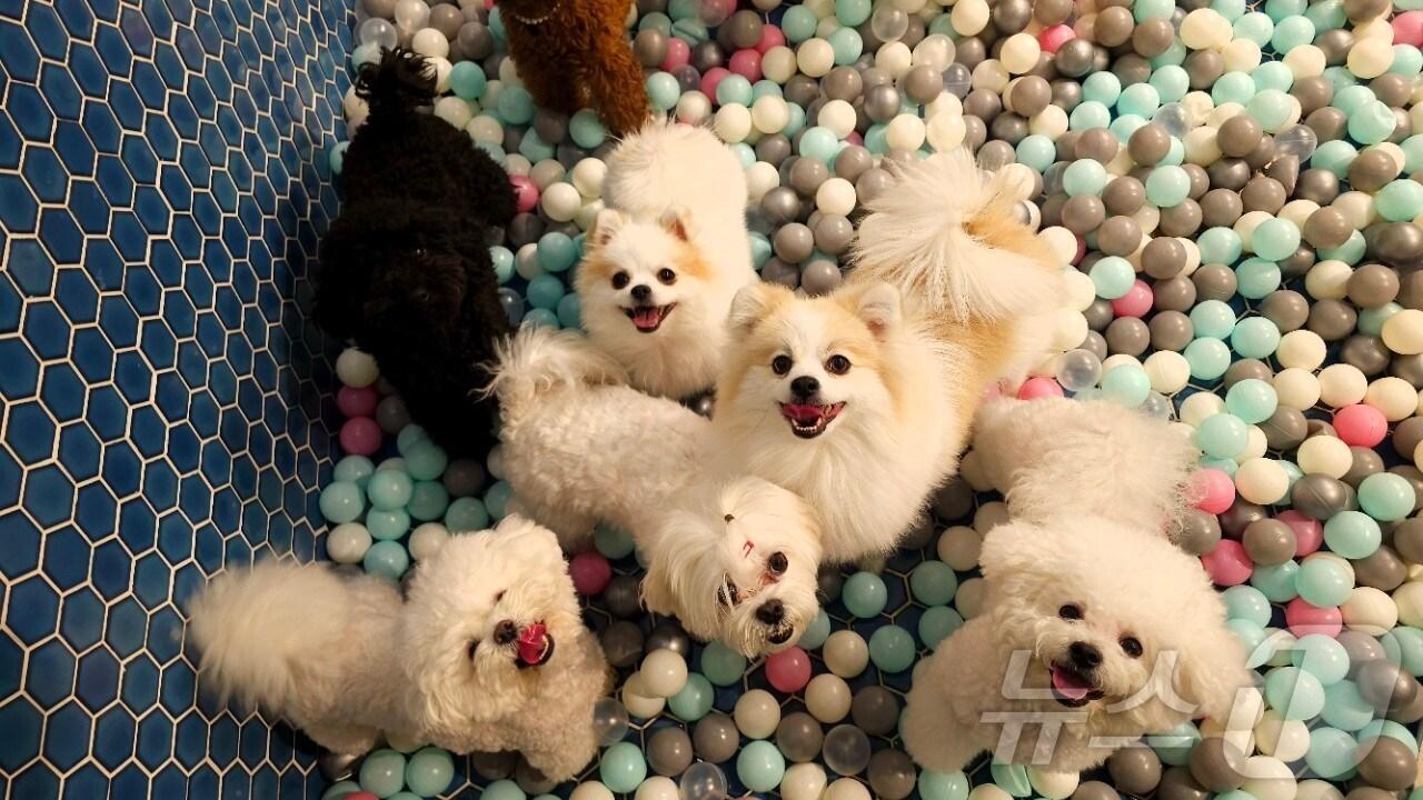 본문 이미지 - 돌봄쉼터에서 놀고 있는 반려견.(강남구청 제공)