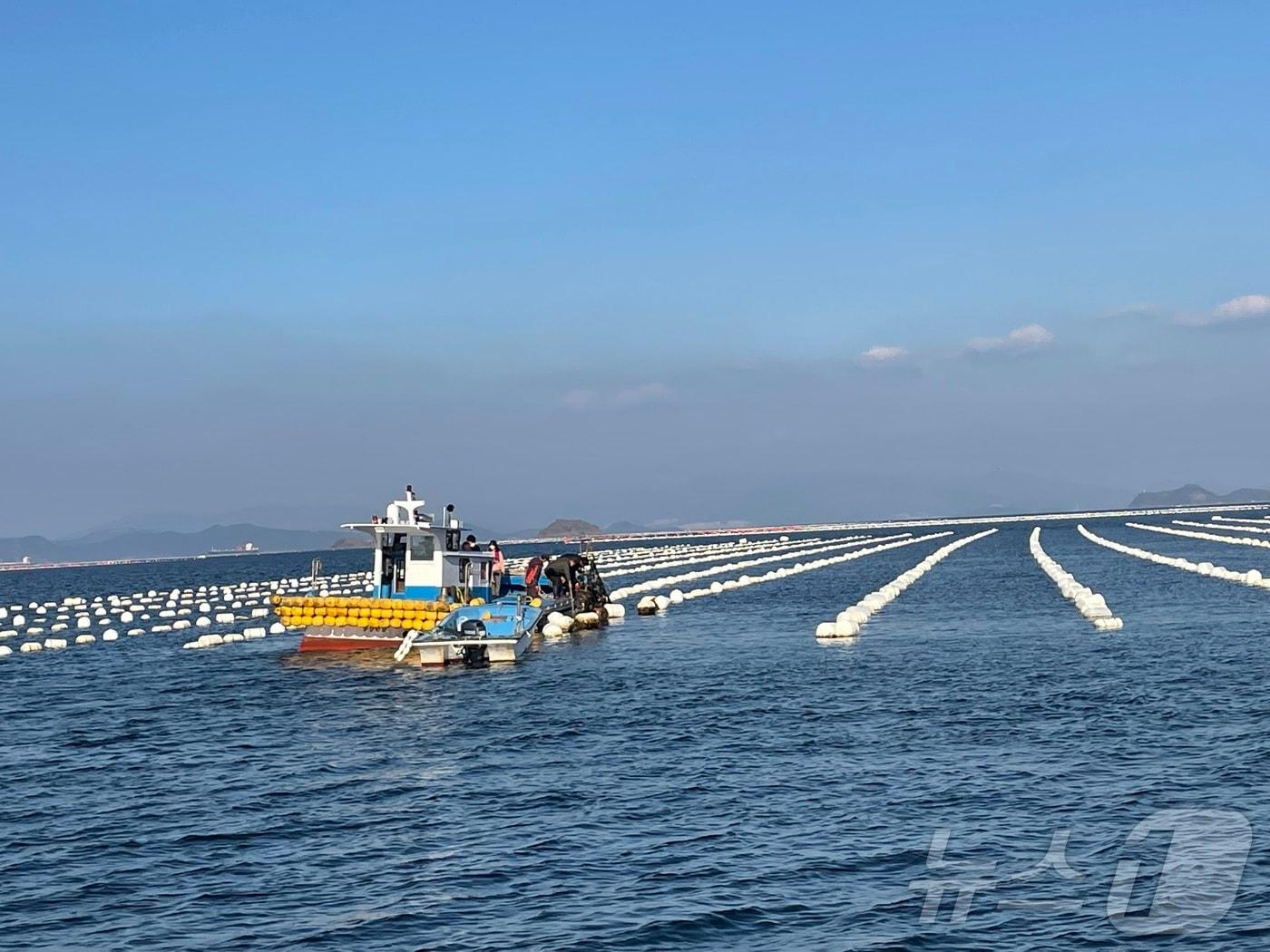 본문 이미지 - 경상남도 굴 양식장.&#40;경남도 제공&#41;